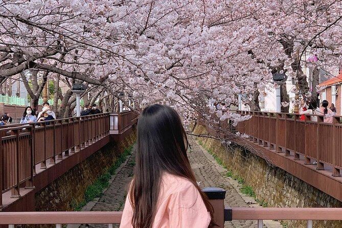 Jinhae Pink Cherry Blossom One Day Tour From Busan - Timing, weather, and the cherry blossom gamble