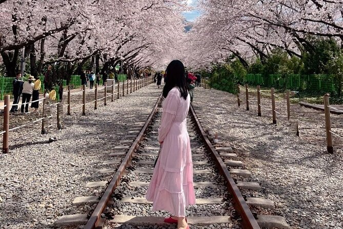 Jinhae Pink Cherry Blossom One Day Tour From Busan - A realistic picture of the day