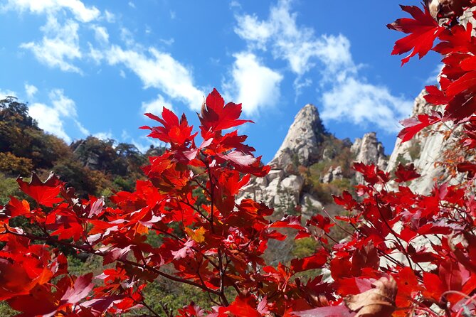 Mt. Seorak+Nami Island+Garden of Morning Calm Day Trip from Seoul - Why this Seoul day trip works