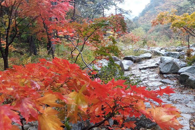 Mt. Seorak+Nami Island+Garden of Morning Calm Day Trip from Seoul - Transport, comfort, and the pace
