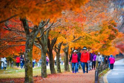 Naejangsan National Park Autumn Foliage One Day Tour from Busan