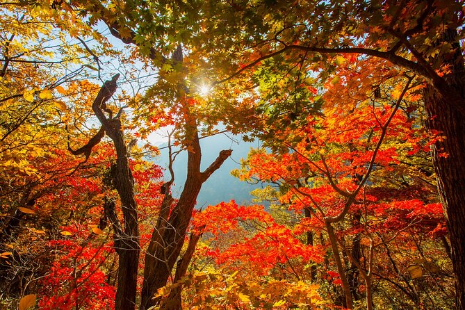 Naejangsan National Park Autumn Foliage One Day Tour from Seoul - Who will get the most from this foliage tour