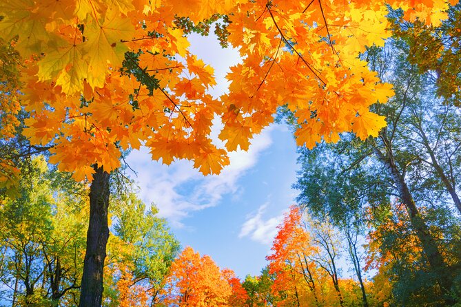 Nami Island and Begonia Bird Park Tour from Seoul (opt Railbike) - Who will enjoy this trip most?