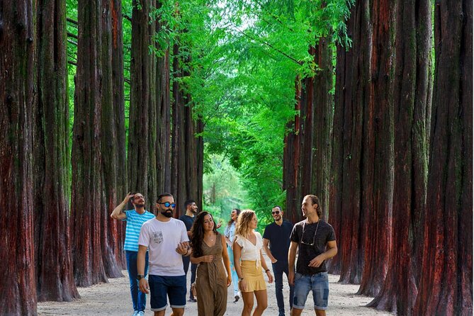 Nami Island & Garden of Morning Calm & Gangchon Railbike Tour - Three day trips in one