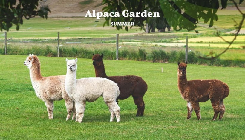 Nami Island, Railbike & Alpaca Garden Day Trip from Seoul - Key points to know before booking