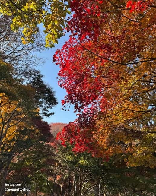 Nami & Maple Road & Theatre des Lumieres Day Tour from Seoul - Who will get the most from this outing