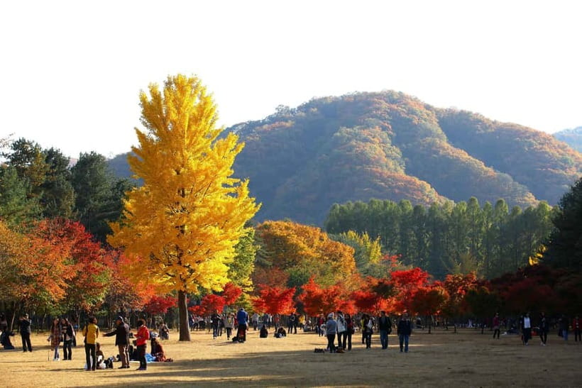 Nami & Maple Road & Theatre des Lumieres Day Tour from Seoul - Nami Island and its famous tree-lined paths
