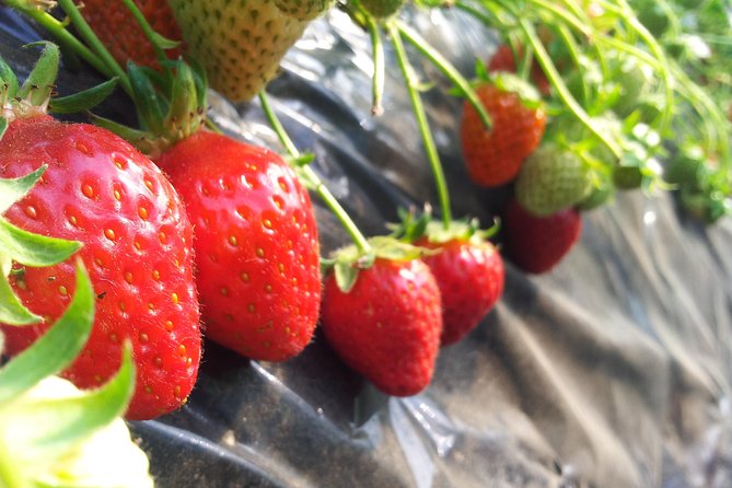 [Perfect Private Tour] Nami island, Petite France and Organic Strawberry Farm - Four Hours on Nami Island