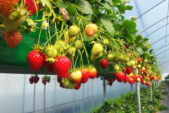 [Perfect Private Tour] Nami island, Petite France and Organic Strawberry Farm - Lunch and the Practical Details