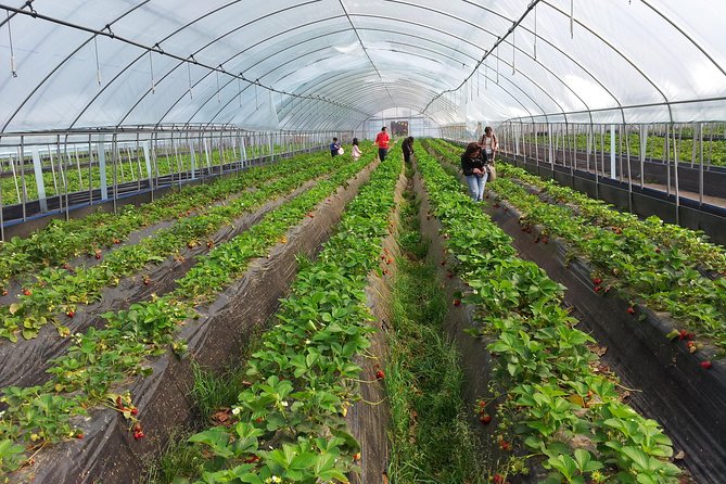 [Perfect Private Tour] Nami island, Petite France and Organic Strawberry Farm - Who Will Enjoy This Day Most?