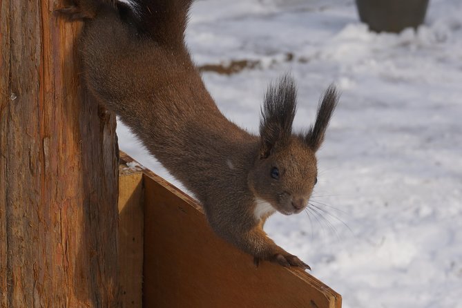 Private Tour: Nami Island& (Alpaca World 'or' Morning Calm)&Lunch - A day shaped by the guide