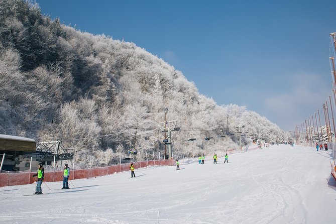 [Private Tour] Nami Island & Snow Viewing and Snow sled (More Members Less Cost) - Nami Island: four hours among famous tree-lined scenery