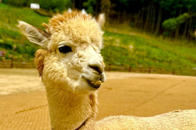 Private Tour to Alpaca world &Nami Island& Railbike with Tickets - Who should book this outing