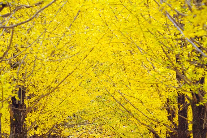 Private Tour to Alpaca world &Nami Island& Railbike with Tickets - Nami Island, two hours of island time