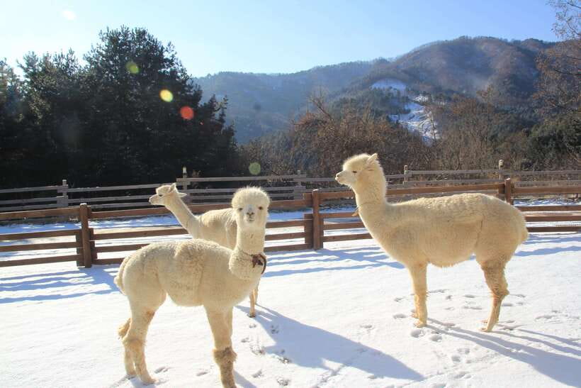 Seoul: Alpaca, Nami, Morning Calm or Eobi (+Rail Bike) - A 12.5-hour escape from Seoul