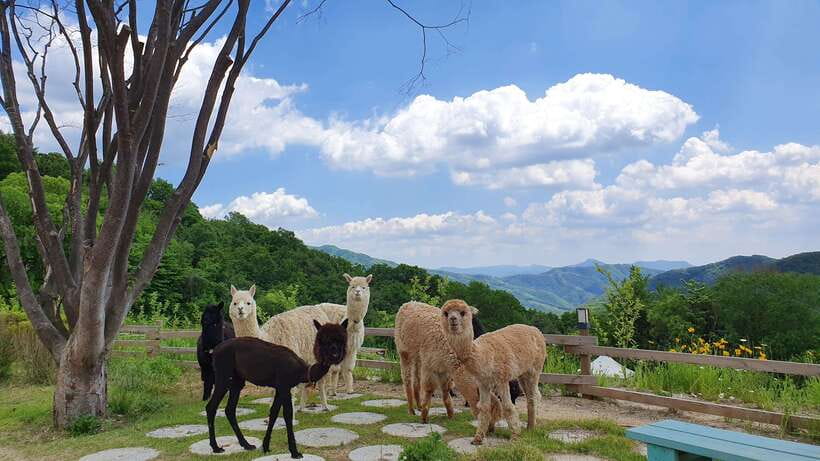 Seoul: Alpaca, Nami, Morning Calm or Eobi (+Rail Bike) - Nami Island, the day’s main walk