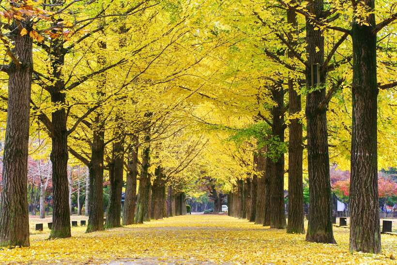 Seoul: Alpaca, Nami, Morning Calm or Eobi (+Rail Bike) - The value of $90
