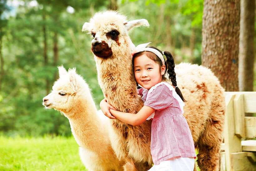 Seoul: Alpaca, Nami, Morning Calm or Eobi (+Rail Bike) - Pedaling across the Bukhan River
