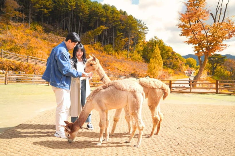 Seoul: Alpaca World and Nami Island (with Garden / Railbike) - Key points at a glance