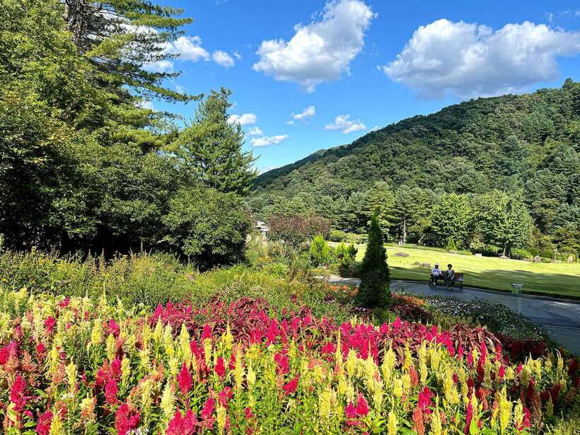 Seoul: Alpaca World and Nami Island (with Garden / Railbike) - Should you book it?