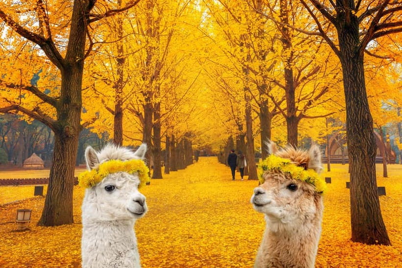 Seoul: Alpaca World & Nami Island optional Gangchon Railbike - Nami Island: three hours for paths, photos, and lunch