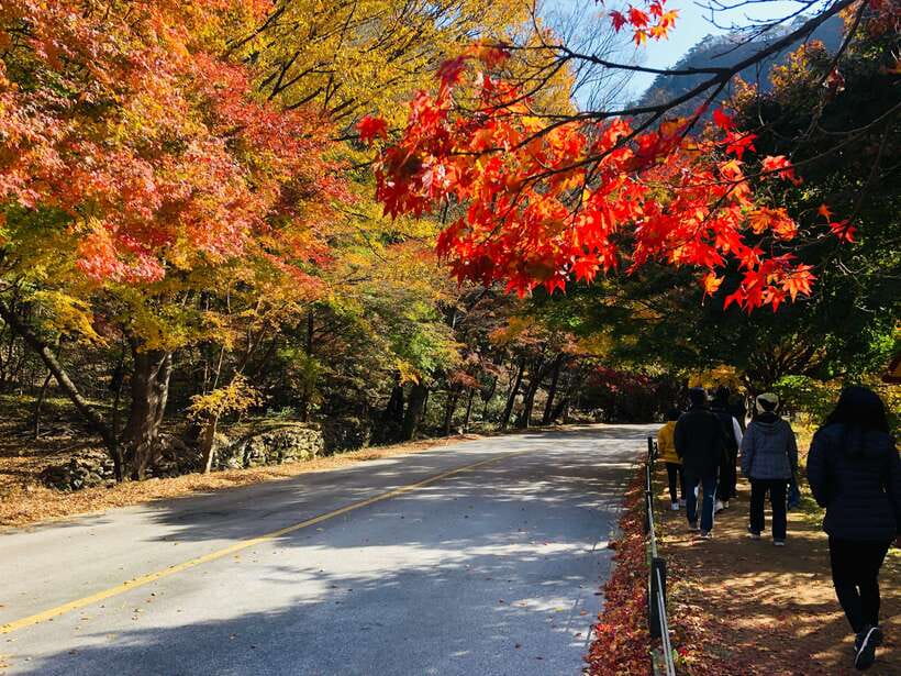 Seoul: Autumn Foliage - Mt. Naejang + Jeonju Hanok Village - Key points to know before booking