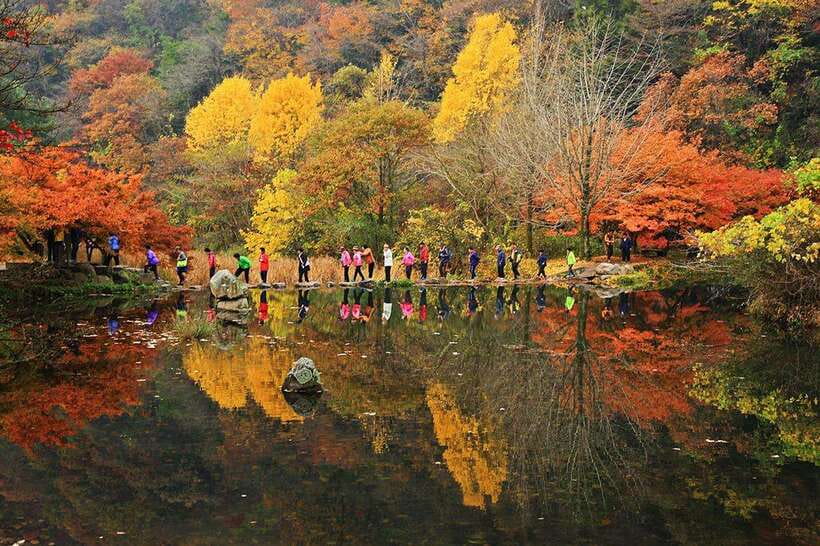Seoul: Autumn Foliage - Mt. Naejang + Jeonju Hanok Village - Walking under the autumn trees at Naejangsan