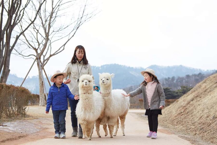 Seoul: Eobi Ice Valley, Alpaca World, Nami Island and More - Key points at a glance