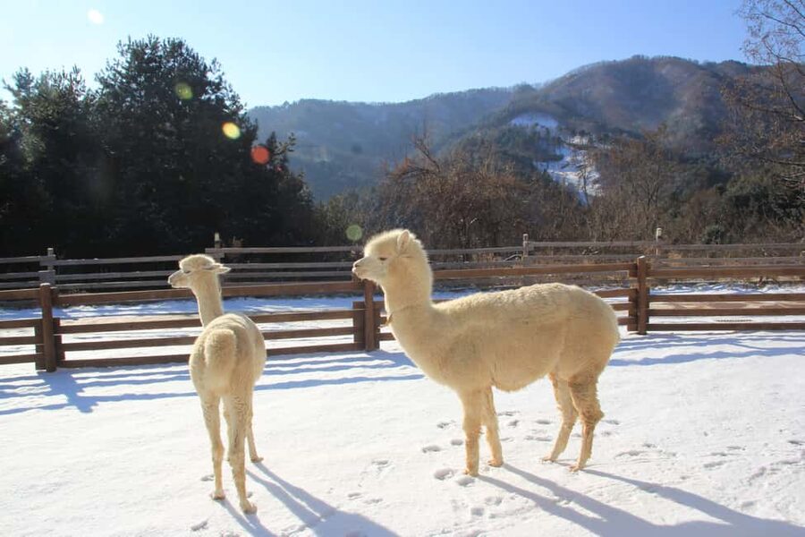 Seoul: Eobi Ice Valley, Alpaca World, Nami Island and More - A winter day beyond central Seoul