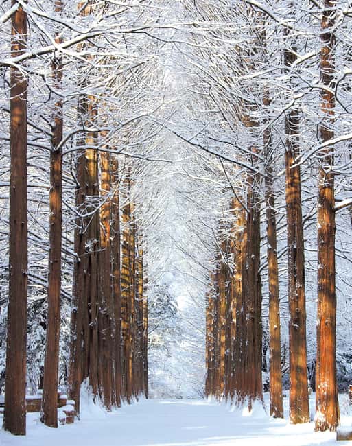 Seoul: Eobi Ice Valley, Alpaca World, Nami Island and More - Nami Island and the world of Winter Sonata