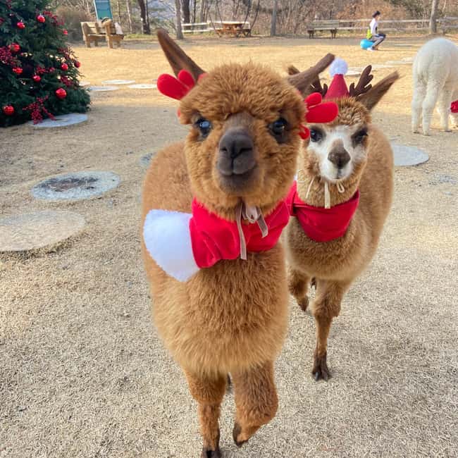 Seoul: Eobi Ice Valley, Alpaca World, Nami Island and More - Pick the rail bike for activity