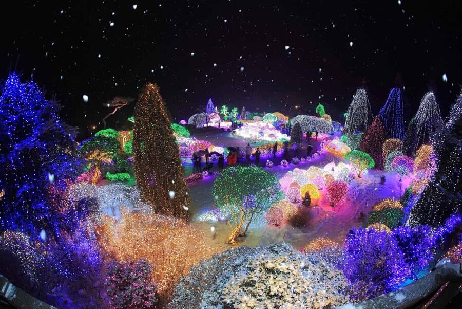 Seoul: Eobi Ice Valley, Alpaca World, Nami Island and More - Choose the Garden of Morning Calm for a slower finish