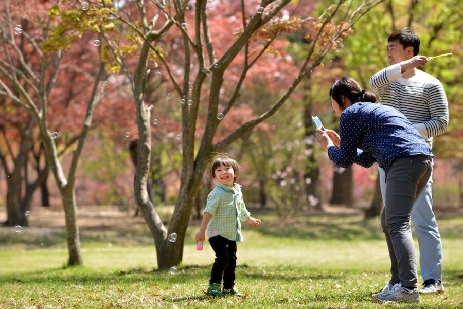 Seoul: Eobi Ice Valley, Alpaca World, Nami Island and More - What the $83 price really covers