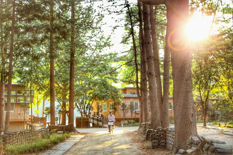 Seoul: Eobi Valley(Winter), Strawberry, Nami Island and Bike - Three and a half hours among Nami Island’s trees