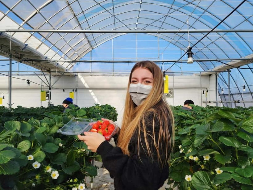 Seoul: Eobi Valley(Winter), Strawberry, Nami Island and Bike - Is $88 a fair price?