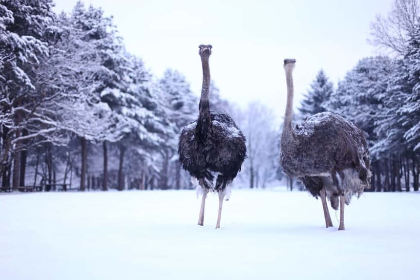 Seoul: Eobi Valley(Winter), Strawberry, Nami Island and Bike - Useful booking and timing advice