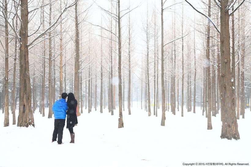 Seoul: Full-Day Winter Trip Ski Resort, Ice Valley, Namiseom - Booking choices and practical advice