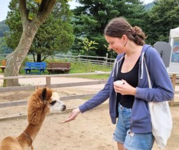 Seoul: Gangwon-do Day Trip with Alpaca World & Nami Island - Who should book this day trip?