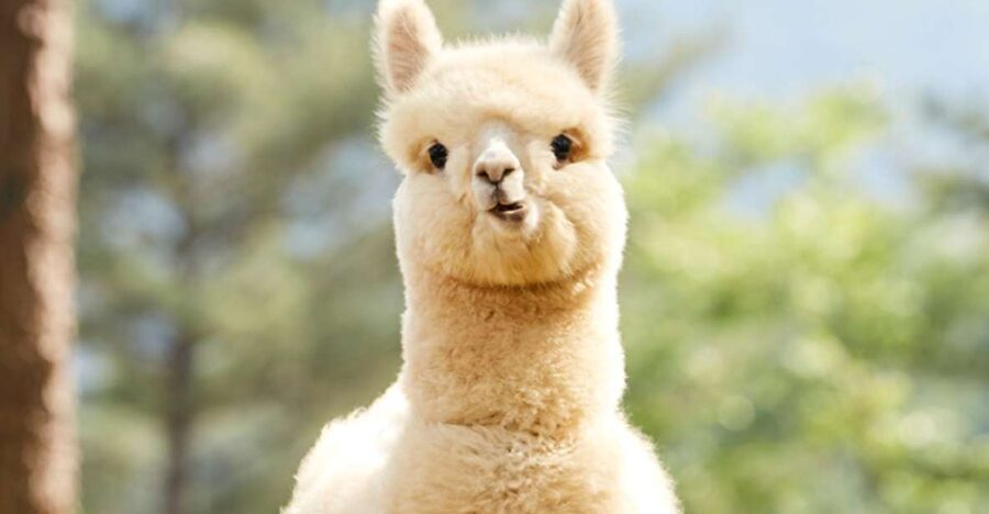 Seoul: Gangwon-do Day Trip with Alpaca World & Nami Island - The long ride out from Seoul