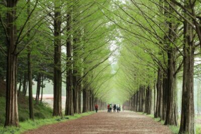 Gangwon-do Day Trip with Alpaca World & Nami Island