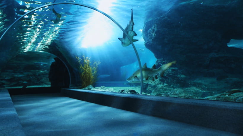 Seoul: Lotte World Aquarium Ticket - Key points at a glance