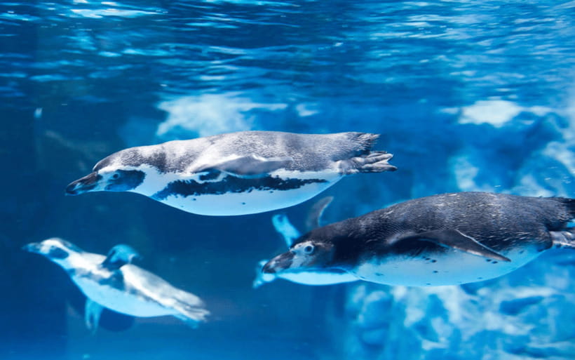 Seoul: Lotte World Aquarium Ticket - What you see inside Lotte World Aquarium
