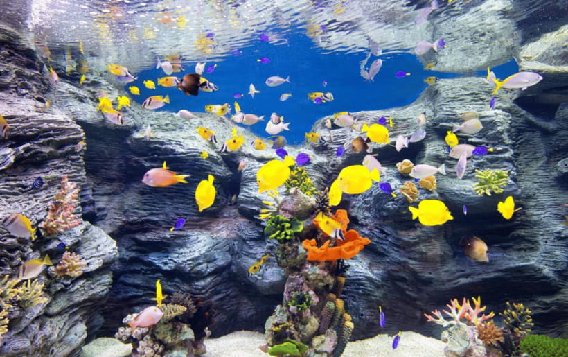 Seoul: Lotte World Aquarium Ticket - The 25-meter ocean ecology tank