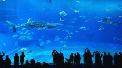 Lotte World Aquarium Ticket