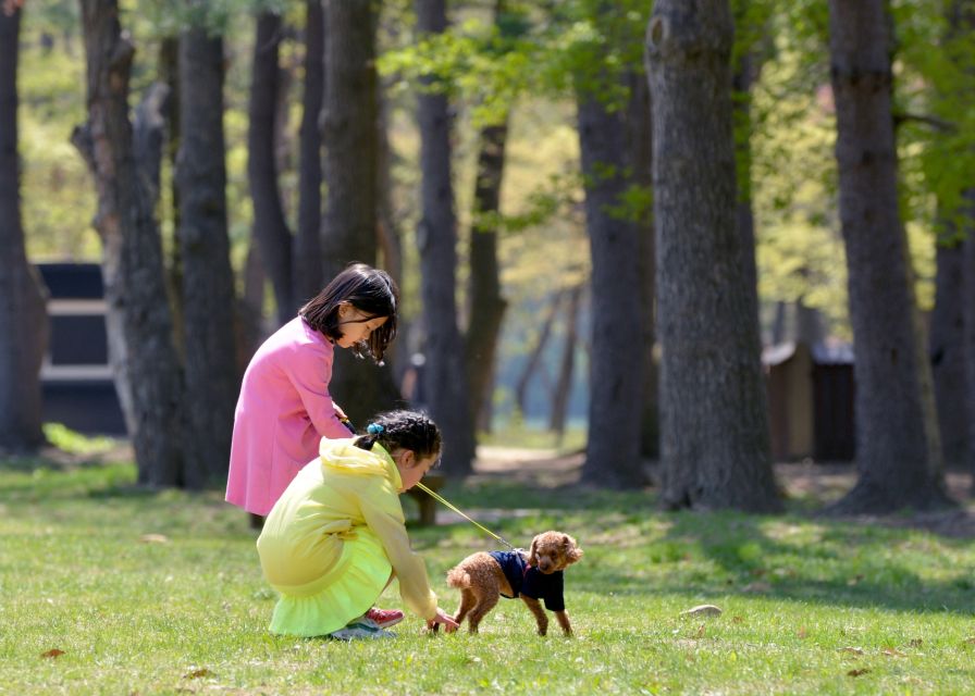 Seoul: Mt Seorak + Naksansa Temple or Nami Island Group Tour - Choosing Nami Island’s tree-lined paths