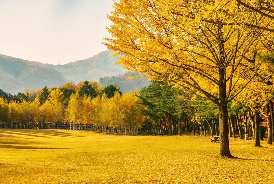 Seoul: Mt. Seorak & Nami Island & Eobi Ice Valley Day Tour - A long day on the road