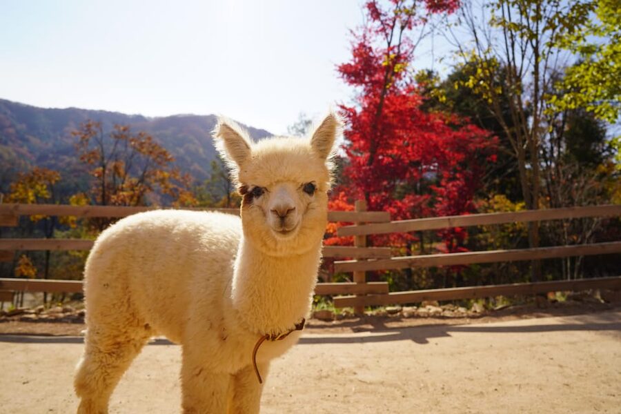 Seoul: Mt. Seorak & Nami Island & Eobi Ice Valley Day Tour - Should you book the Seoraksan, Nami Island, and Eobi route?