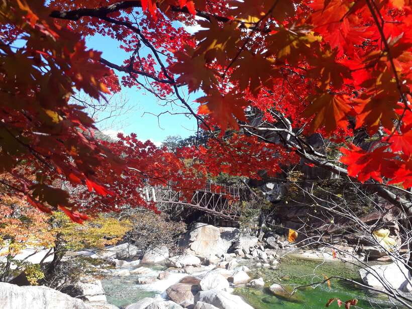 Seoul: Mt.Seorak, Nami Island & Korean Garden, No Shopping - Garden of Morning Calm after dark