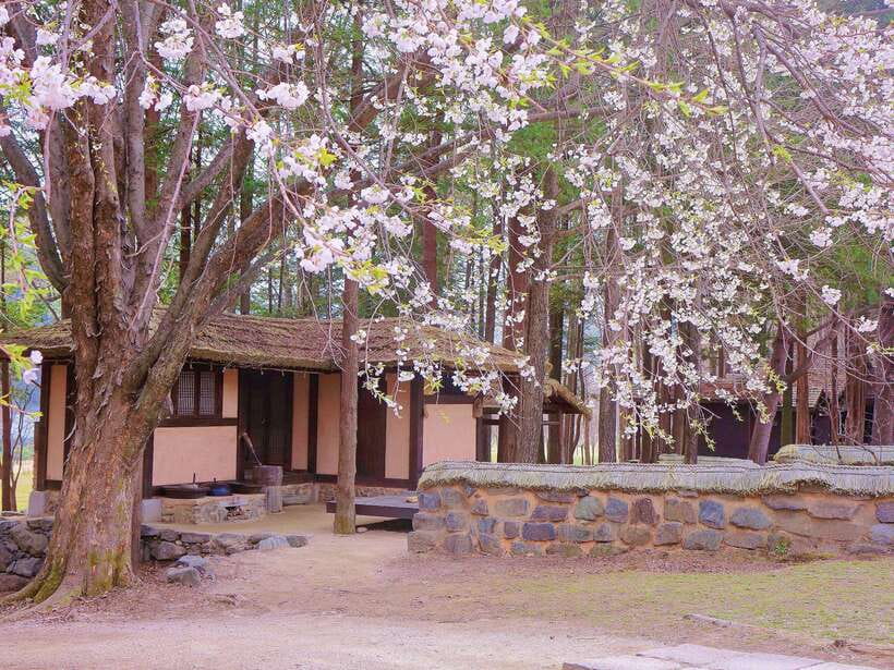 Seoul: Mt.Seorak, Nami Island & Korean Garden, No Shopping - Transport, meeting points, and the long return