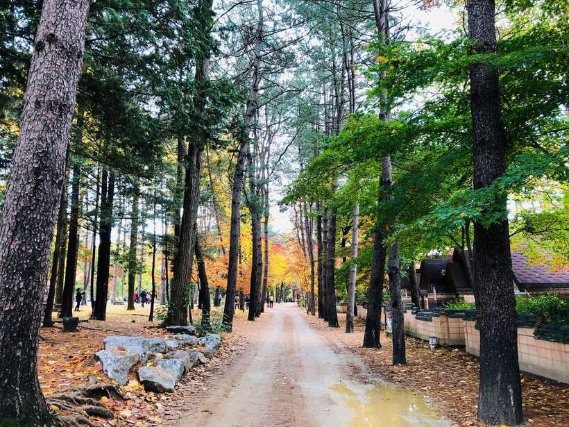 Seoul: Mt.Seorak, Nami Island & Korean Garden, No Shopping - Practical ways to enjoy the day